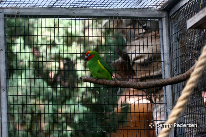 Loro Parque.jpg - Loro Parque